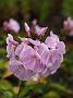 Phlox Silberlachs
